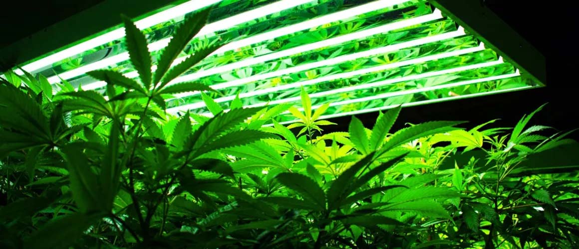 LED lights grow cannabis